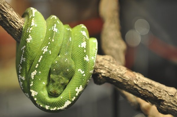 sleeping_snake