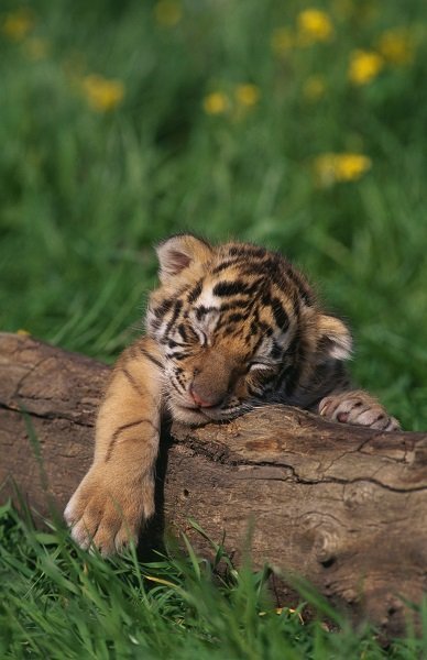 sleeping tiger cub