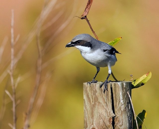 Eastern loggerhead shrike