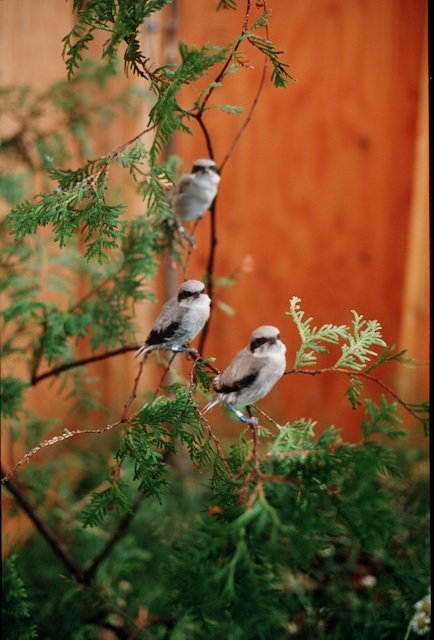 Eastern loggerhead shrike captive fledglings
