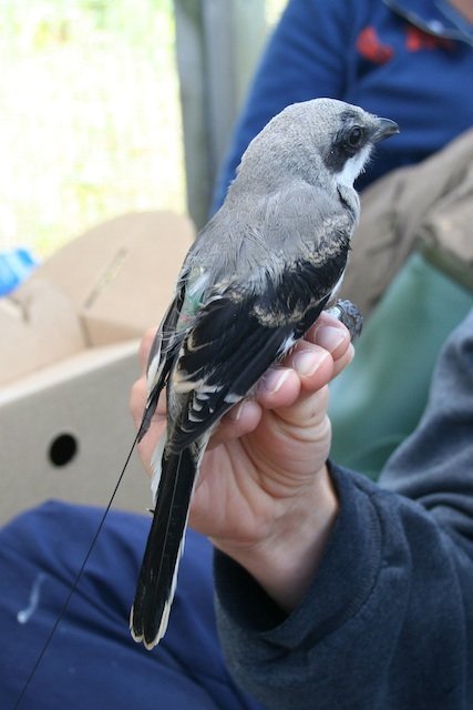 Tagged Eastern loggerhead shrike