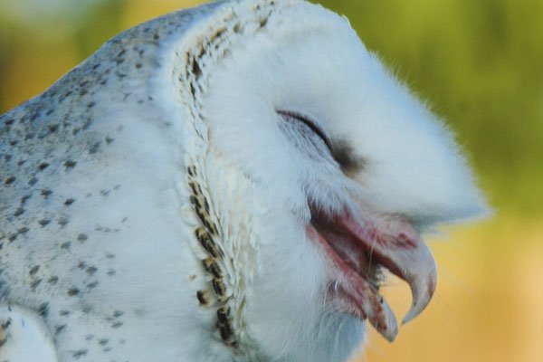 Barn owl smile
