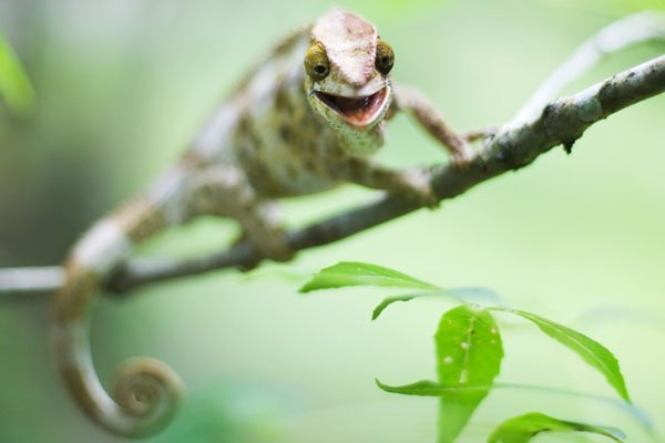smiling chameleon