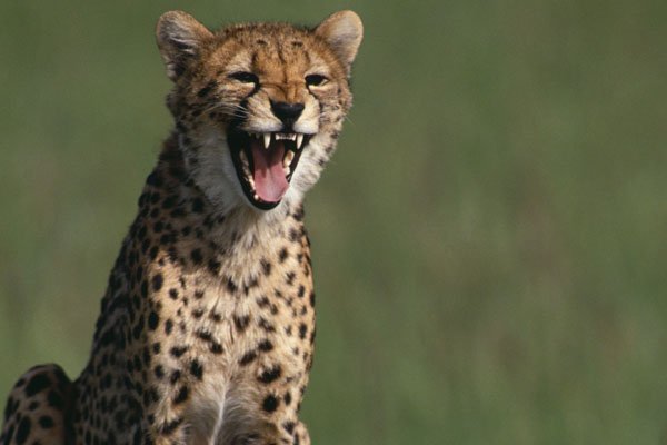 Cheetah Laughing