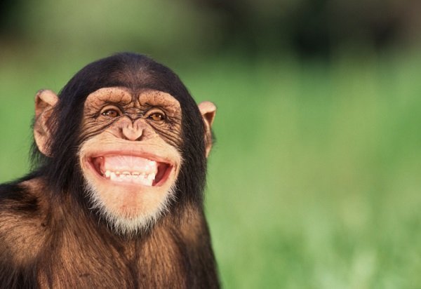 smiling_chimp