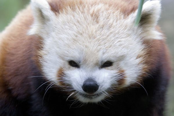 Smiling Red Panda Bear