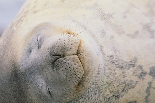 Sleeping Weddell Seal