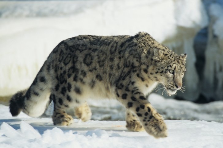 snow leopard