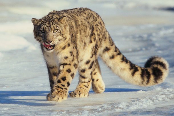 snow leopard