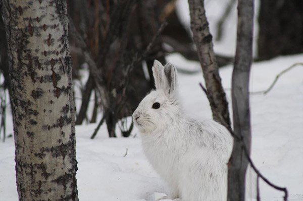 Snowshoe Hares
