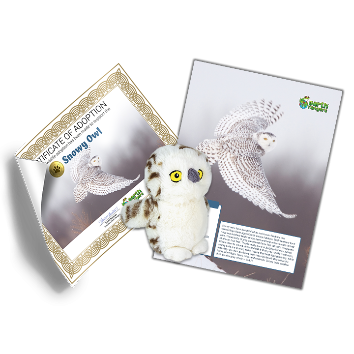Snowy Owl