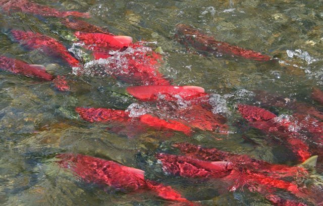 sockeye_salmon sockeye salmon, oncorhynchus nerka