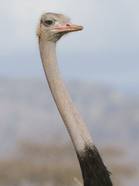 somali ostrich