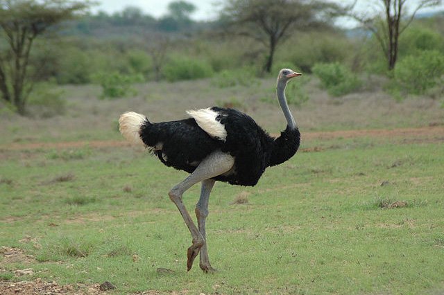 somali ostrich, donna brown somali ostrich
