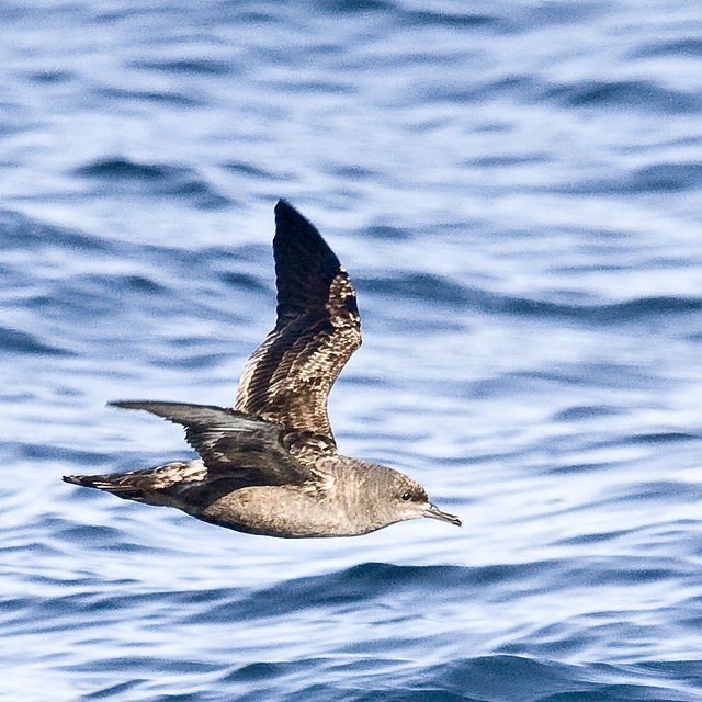 sooty shearwater bird flight