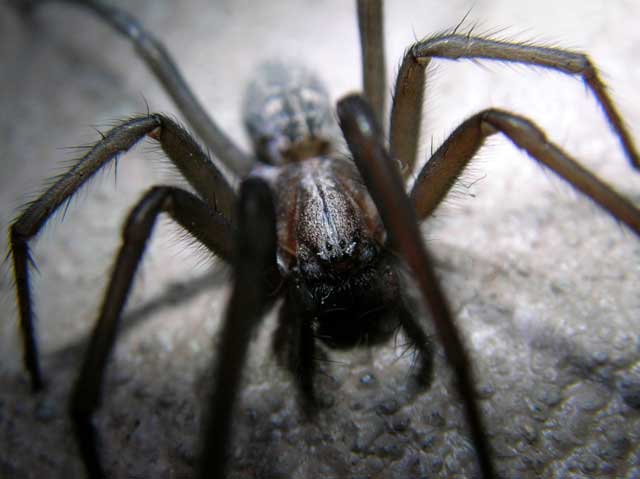 spider