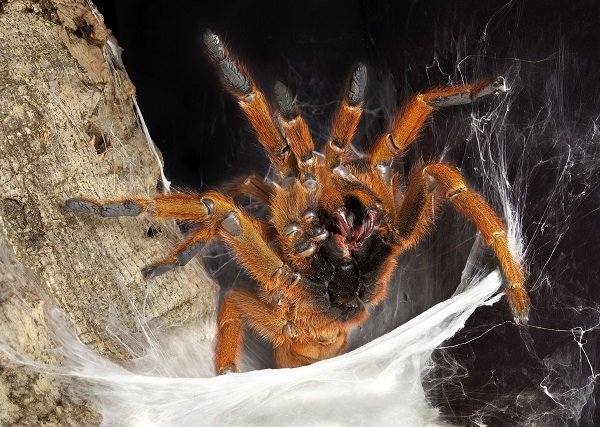 Tarantula 