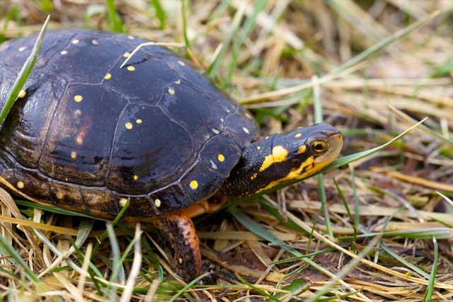 spotted turtle grass