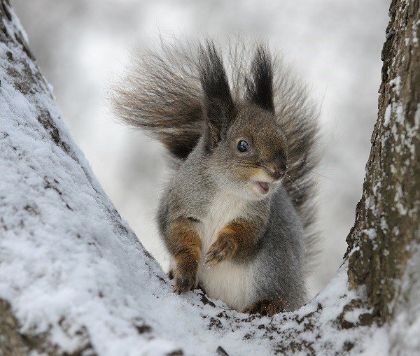 squirrel snow