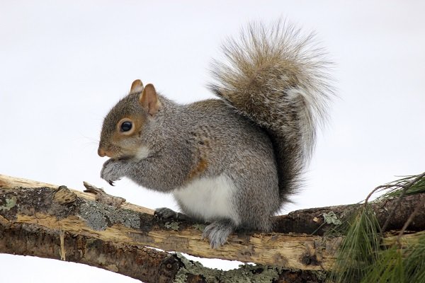 squirrel