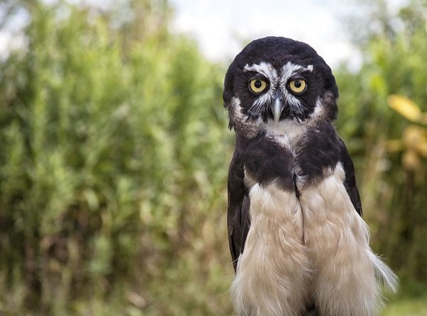 Spectacled Owl