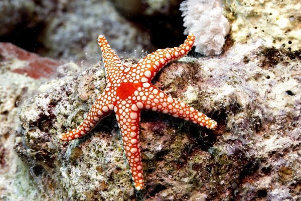 starfish