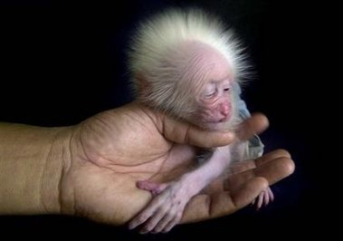 baby stump tailed macaque