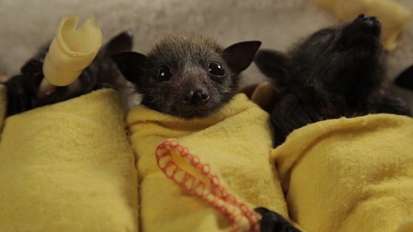 swaddled baby bats