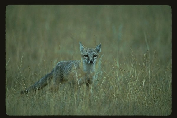 swift fox in field Photo credit BobGurr