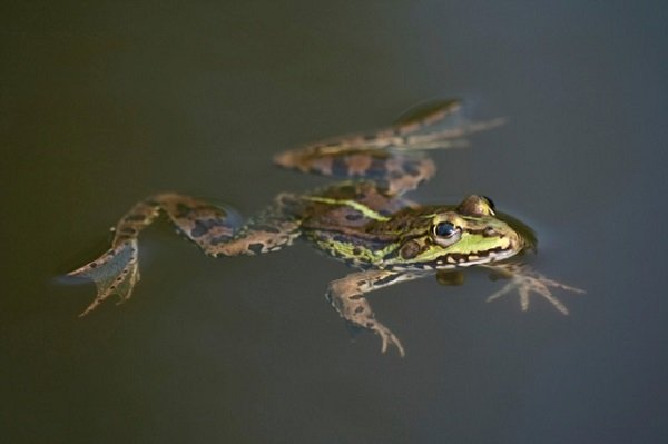 What’s the Difference Between Frogs and Toads?