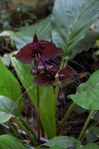 tacca chantrieri, Black Bat Flower