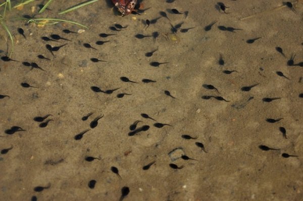 Tadpoles