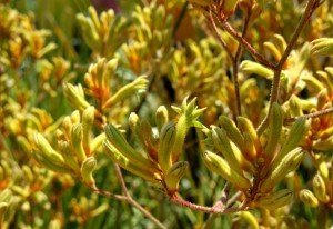 Tall Kangaroo Paw plant