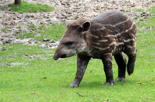 baby tapir