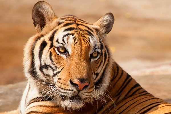 tiger face