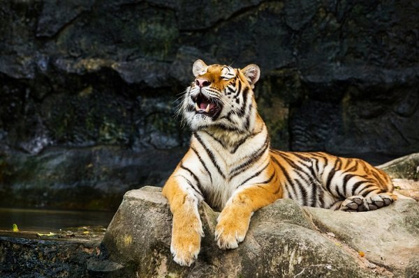 tiger call