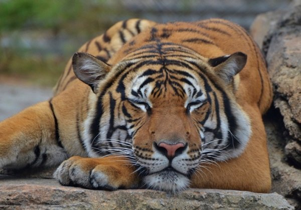 tiger sleeping