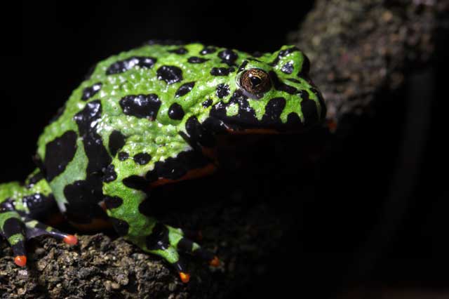 toad