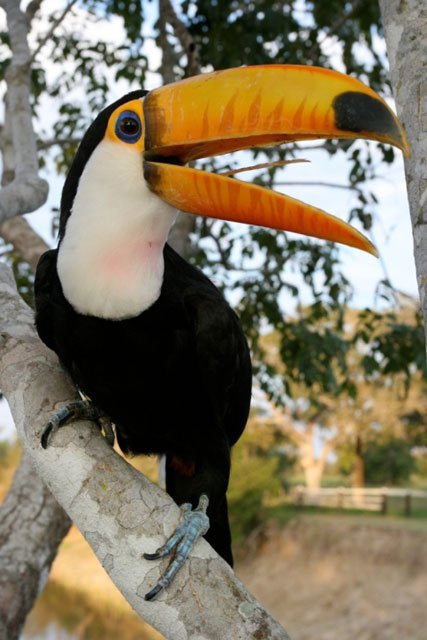Toco Toucan, Ramphastos toco, orange, bird, beak, tree
