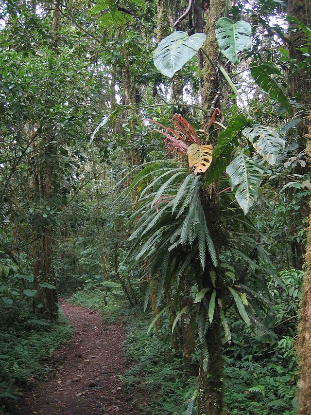 trail, forest, la amistad