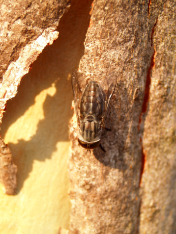 Brevisana brevis, an African Cicada is the world’s loudest insect