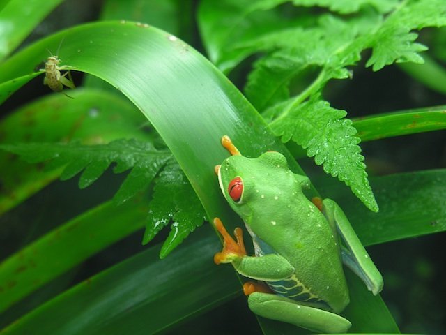 tree frog stalking an insect