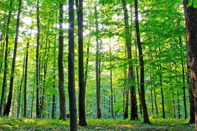 Forests Filtering Water