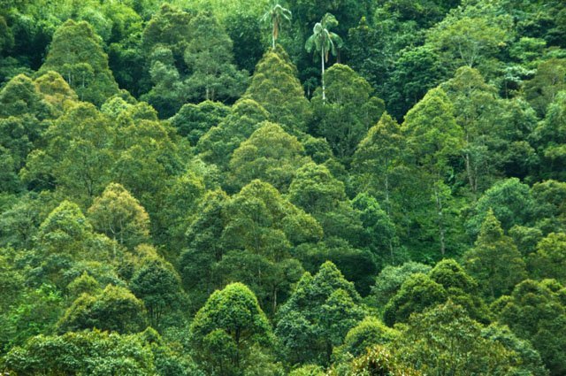 The Jackpot of Tropical Plants