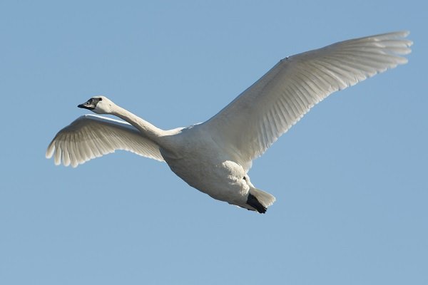 Trumpeter swan