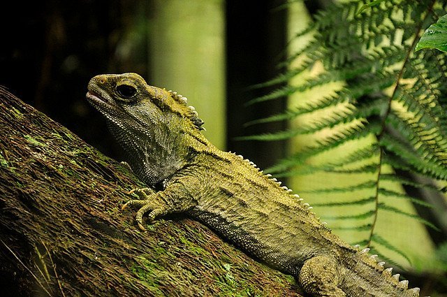 tuatura_lizard_flickr_credit_boboD90 tuatura lizard