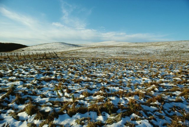 tundra biome