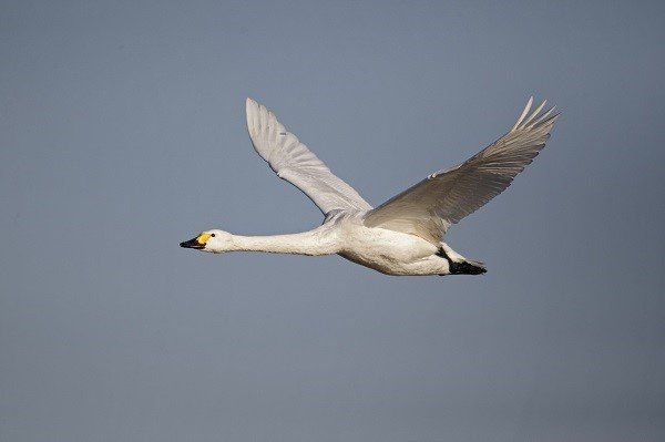Bewick's swan, Cygnus columbianus
