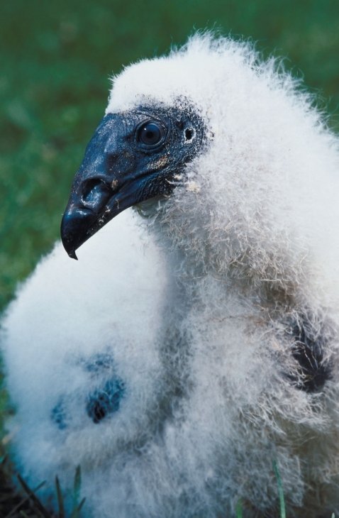 baby turkey vulture