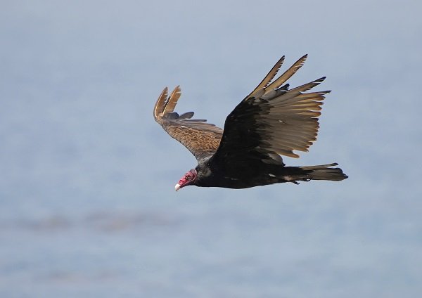 Turkey vulture flying